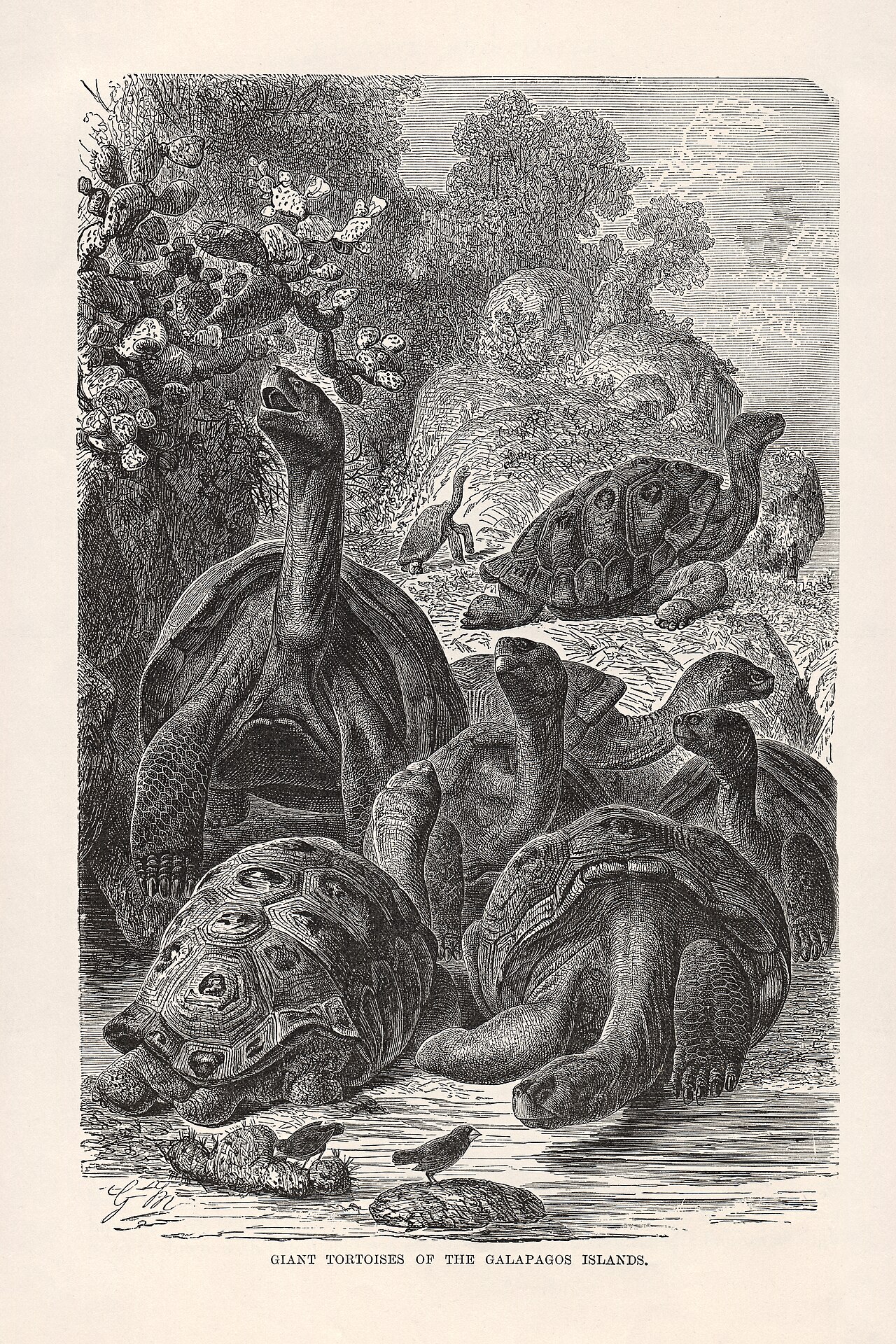 Galápagos Islands