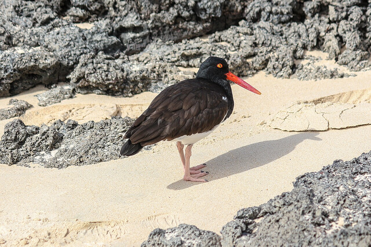 Galápagos Islands