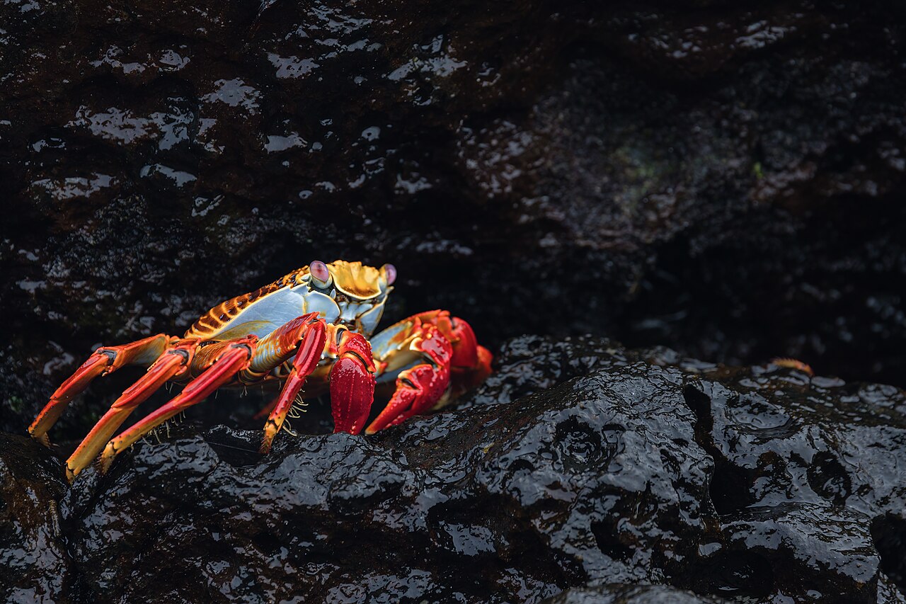Galápagos Islands