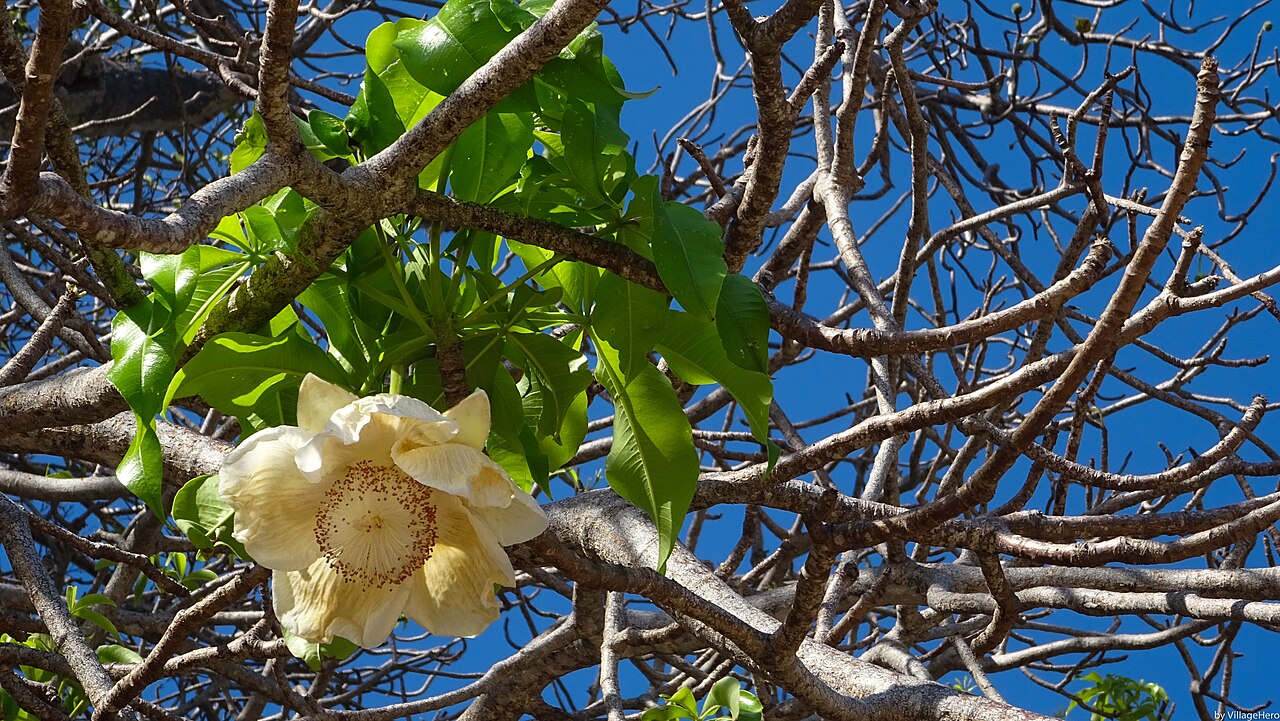 Mayotte