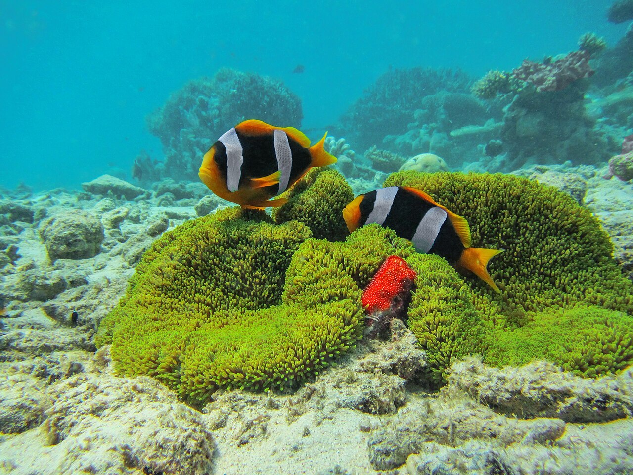 Mayotte