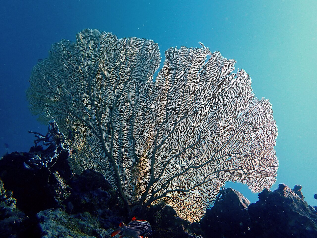 Mayotte