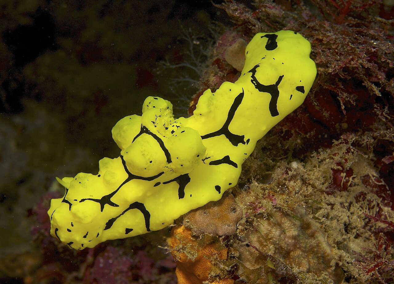 New Guinea